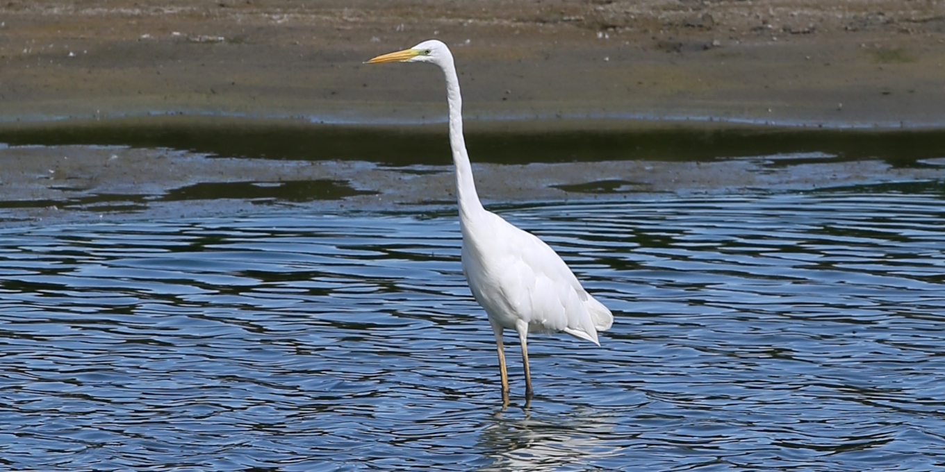 Grande Aigrette (Ardea alba) © Nicolas Macaire / LPO
